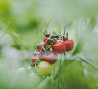 tomatecerise